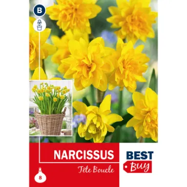 NARCISSUS TETE BOUCLE 8/1