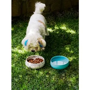 BSPT030 Multicolor Pet Food Bowl