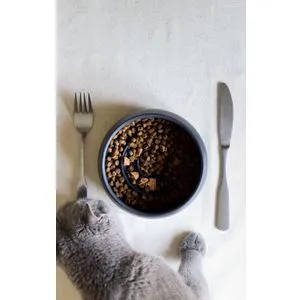 BSPT051 Black Pet Food Bowl