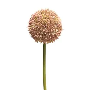 Cvet ALLIUM 68cm 11649-7 - Pink - NNT