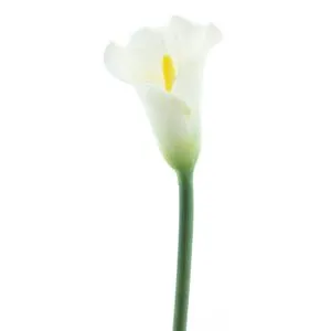 Cvet CALLA 74cm 96064-0 - White - NNT