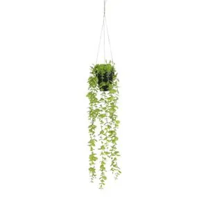 Cvet u saksiji EUCALYPTUS 54cm 1083464 - Green - EDL