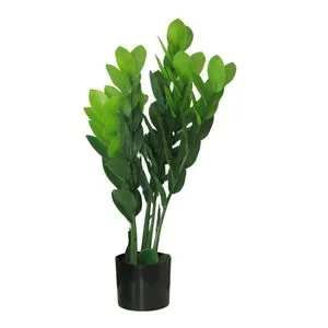 Cvet u saksiji - MONEY GRASS 5pcs - N60