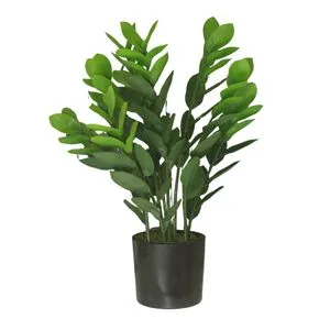 Cvet u saksiji - MONEY GRASS 7pcs - N60