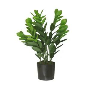 Cvet u saksiji - MONEY GRASS 9pcs - N60