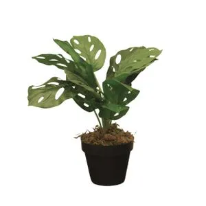 Cvet u saksiji - MONSTERA CALATHEA ZD-241325 - 36cm - N55