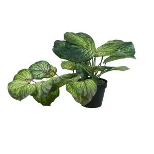 Cvet u saksiji - MONSTERA WHITE ZD-BYBG30-PGJ5 - 32cm - N55