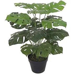 Cvet u saksiji - MONSTERA ZD-BYBG25-PGJ5 - 32cm - N55