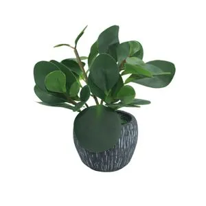 Cvet u saksiji - PEPEROMIA HX0680 - N38