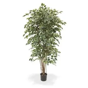 Drvo u saksiji FICUS 210cm 981212 - Variegated - EDL