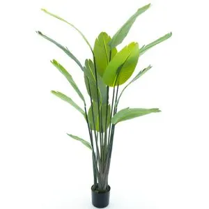 Drvo u saksiji STRELITZIA PALM 187cm 52052-1 - NNT
