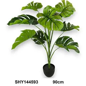 Lilium 90cm monstera u saksiji, 144593