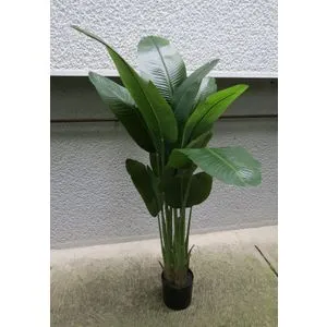 Lilium Banana 1x3 sa 12 listova, 165 cm,567386