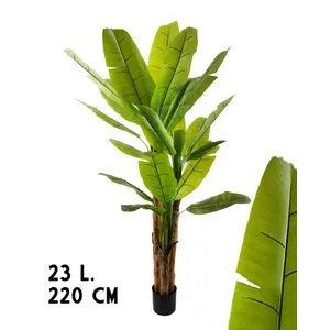 Lilium Banana 1x3 sa  23 lista, 220 cm, 567383