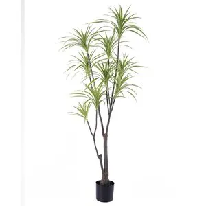 Lilium dekorativna dracena 170cm 567296