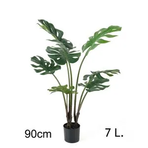 Lilium Filadendron 90cm, 7 listova,567268