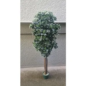 Lilium gusto stablo šeflere 165 cm