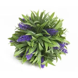 Lilium lavanda lopta uv 19cm 569033