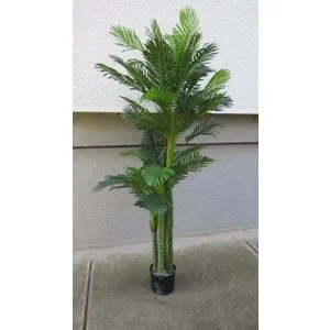 Lilium Palma 1X4 sa 3 krošnje, visina 2m, WNT146771