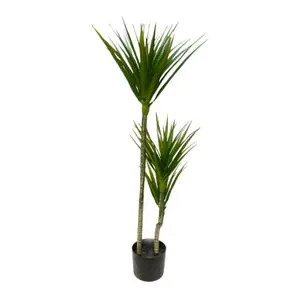 Lilium stablo dracena 1x3 110cm 599437