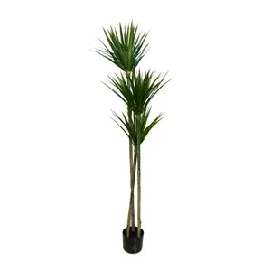Lilium stablo dracena 1x3 155cm 599420