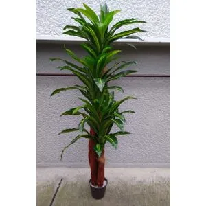 Lilium stablo dracena 1x3 170cm 137618