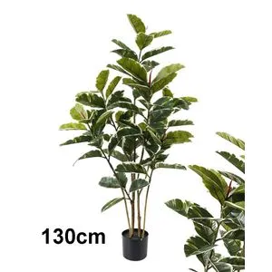 Lilium stablo fikus variegata 130 cm, 1x6 567343