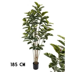 Lilium Stablo fikus variegata 185cm, 1x8, 567344