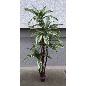 Lilium stablo sanseverija 1X5 1,8m GF141028