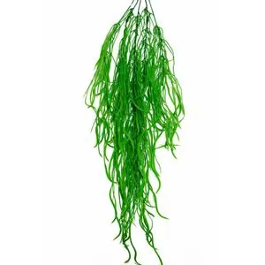 Liliun asparagus lozica uv 569050