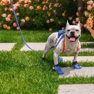 Plave cipele za pse - Blue Dog Shoes