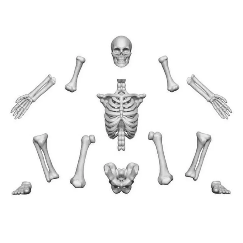 3D Printed - Skulls & Bones - Human Skeletons 1:48