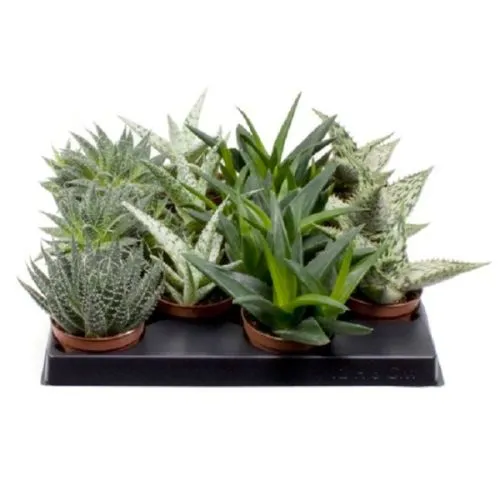 ALOE MIX 8/15
