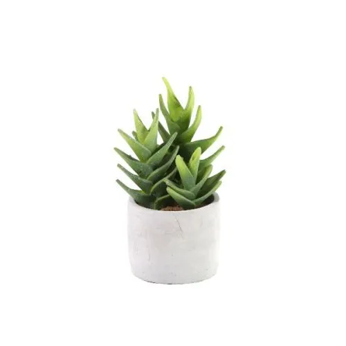 ALOE VERA 14/55