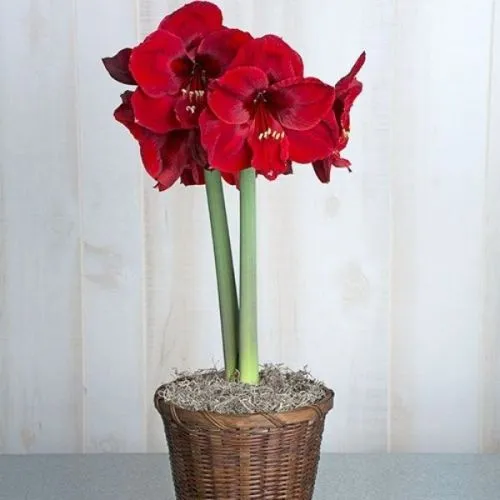 Amaryllis hippeastrum red 1/1
