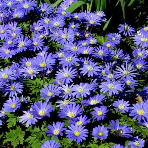 Anemone blanda blue shade 20/1