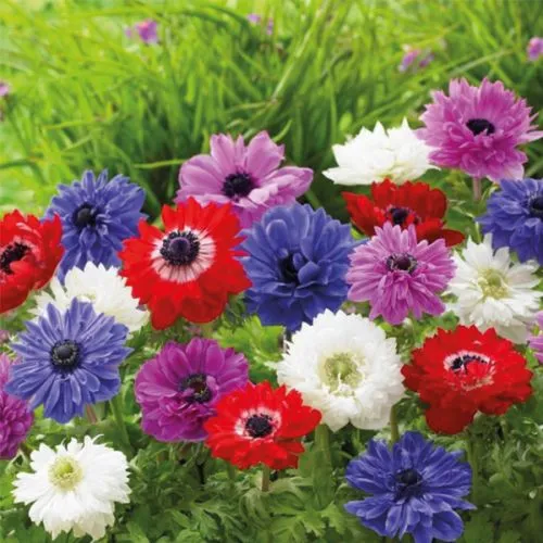 Anemone P St. Brigid 10/1