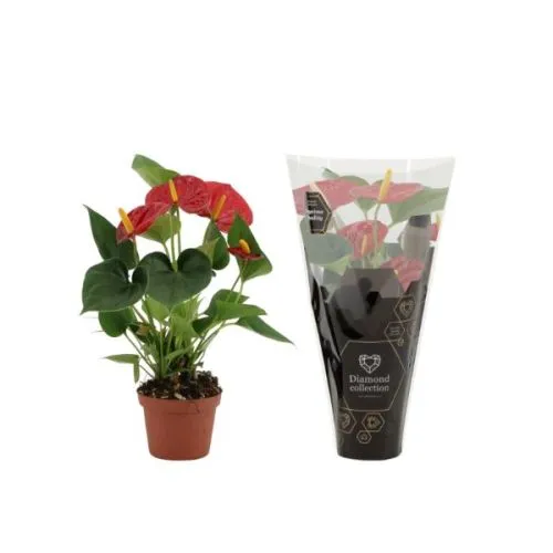 ANTHURIUM MIX 09/30