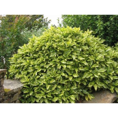 Aucuba japonica crotonifolia - c10 l - 60/80 cm