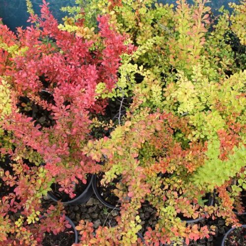 Berberis thunbergii mix - c2 l - 20/30 cm