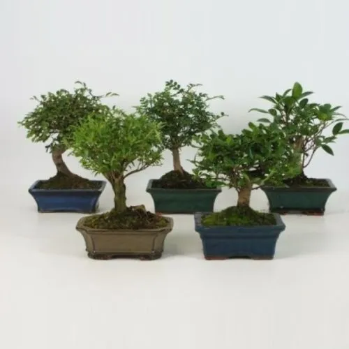 BONSAI MIX 15/25 + PODMETAČ