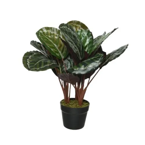 CALATHEA MIX 14/50