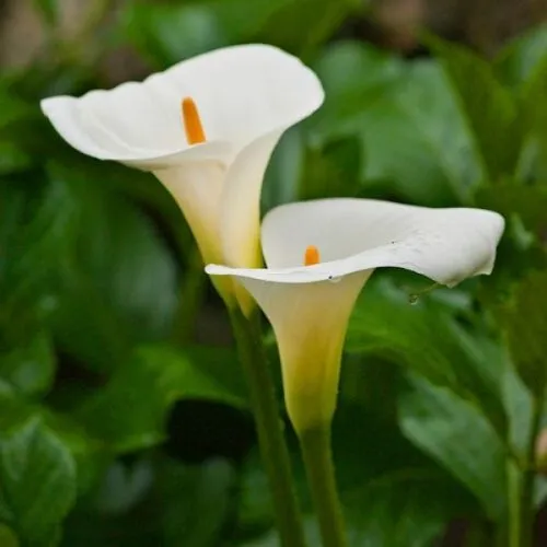 Calla-zantedeschia aethiopica 1/1