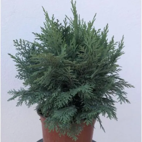 Chamaecyparis law. Mini globosa - c3 l - 30/40 cm