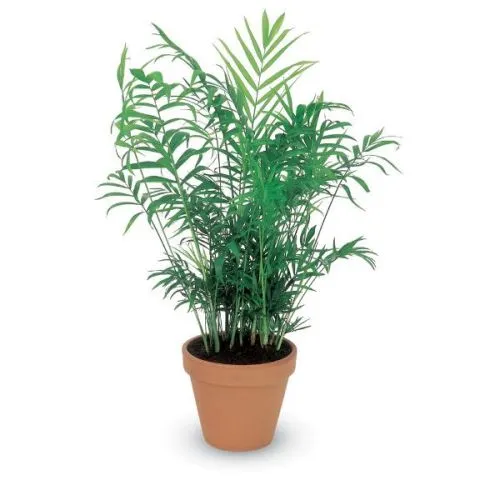 CHAMAEDOREA ELEGANS 09/40