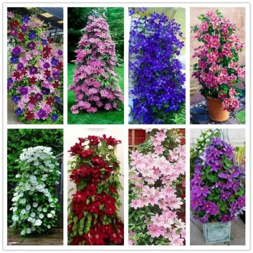 Clematis mix - p11 - 40 cm
