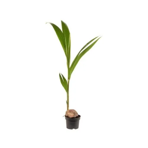 Cocos Nucifera 19/130