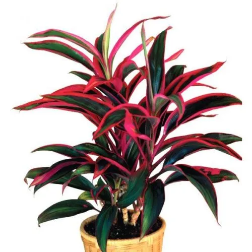 CORDYLINE MIX 13/55