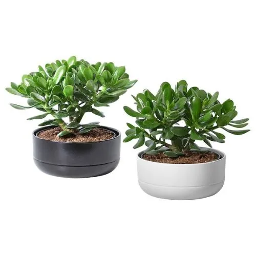 CRASSULA MIX 05/8