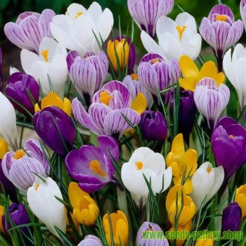 Crocus mix 15/1